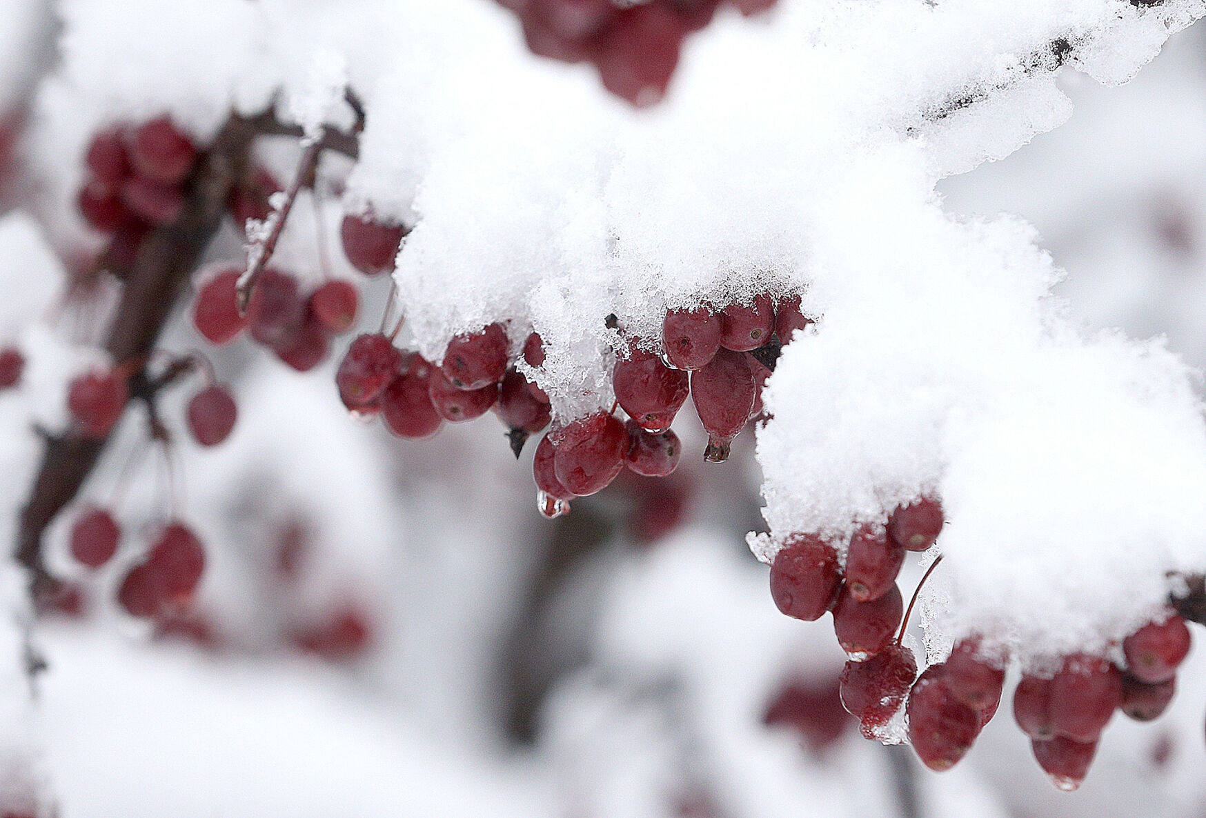 Picture of perfect snow